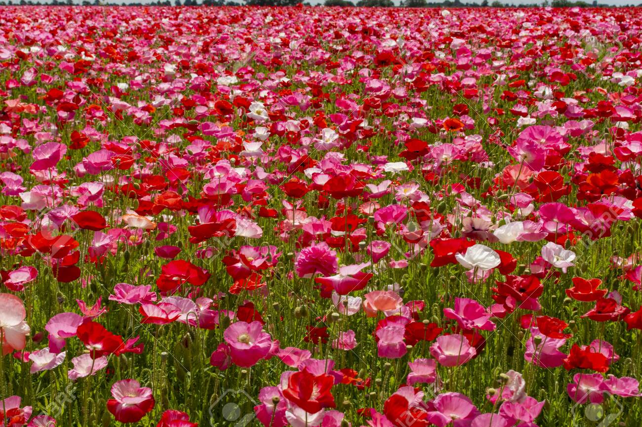 colorful nature background poppy fields with many white pink colorful nature pictures