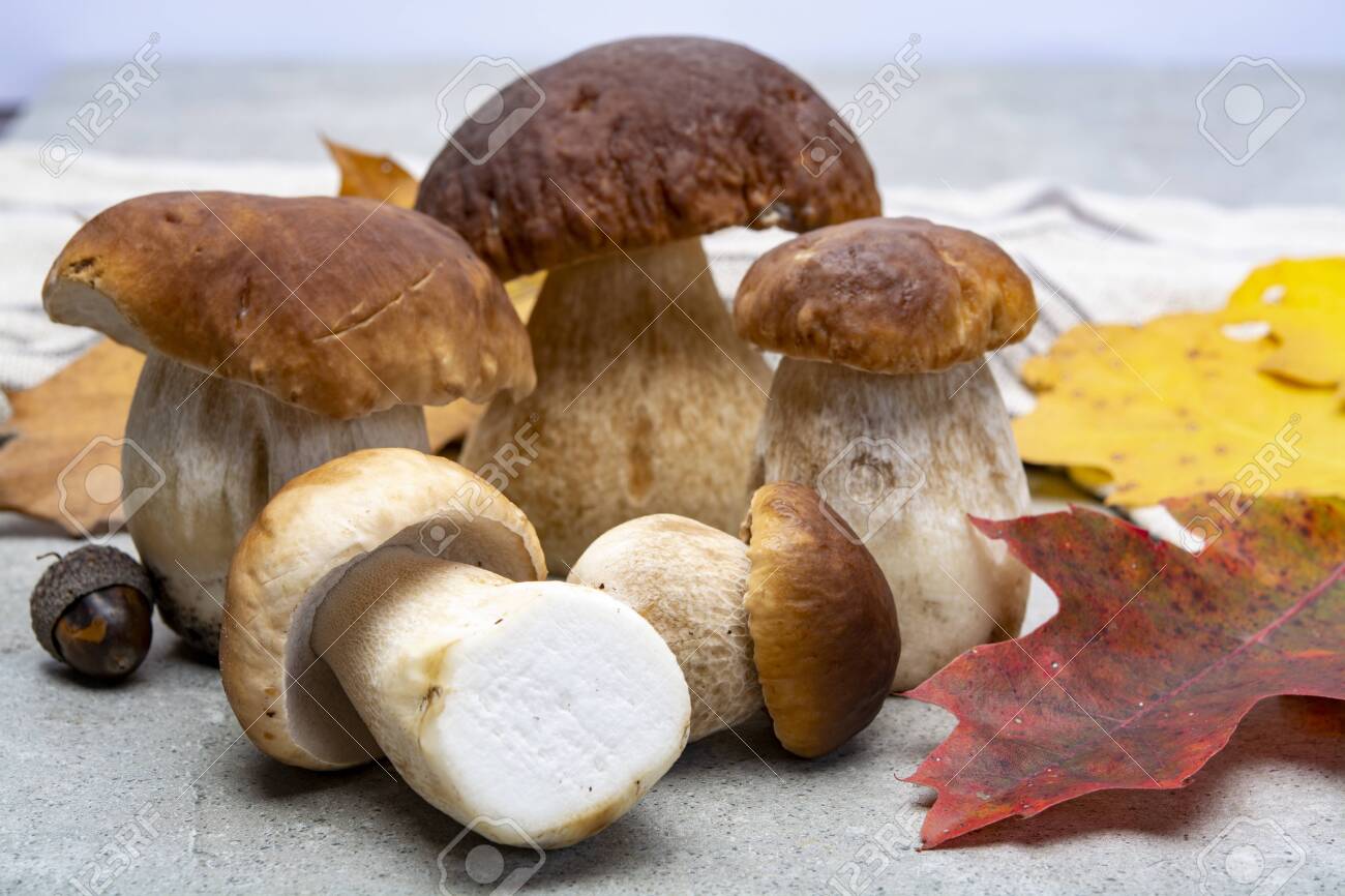Fresh raw edible forest mushrooms Boletus Edulis or porcini fungus, tasty vegetarian food close up - 132397721 Fresh raw edible forest mushrooms Boletus Edulis or porcini fungus, tasty vegetarian food close up - 132397721