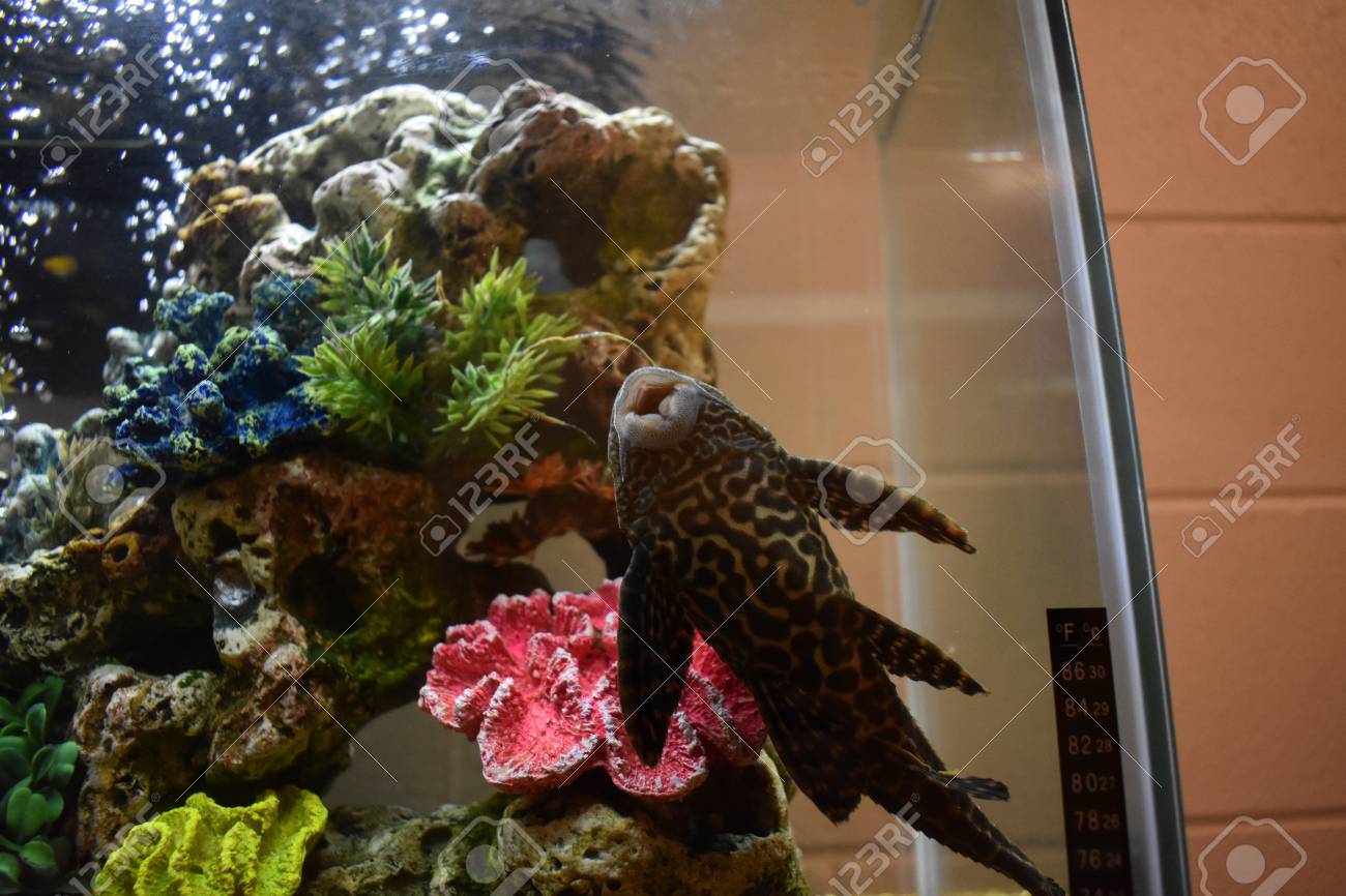 pleco fish tank