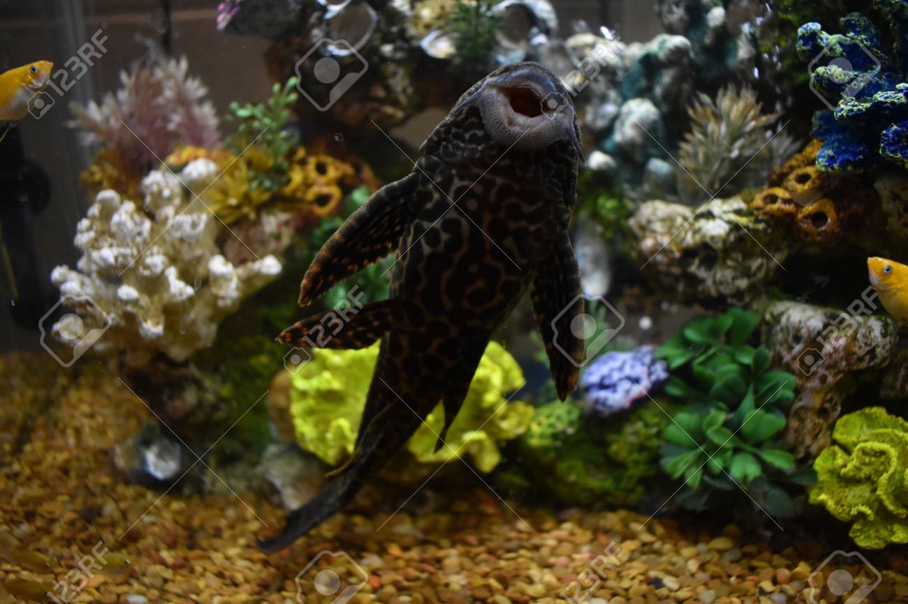 pleco fish tank
