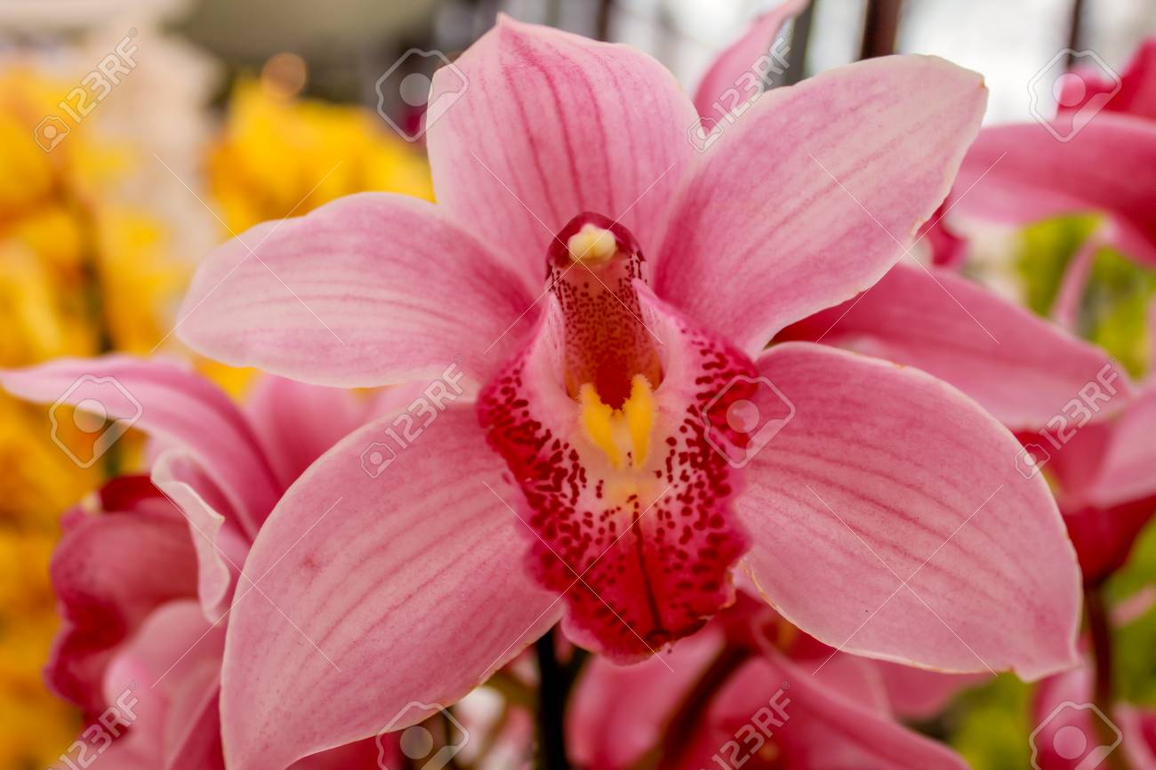 etiam-dictum-ipsum-a-felis