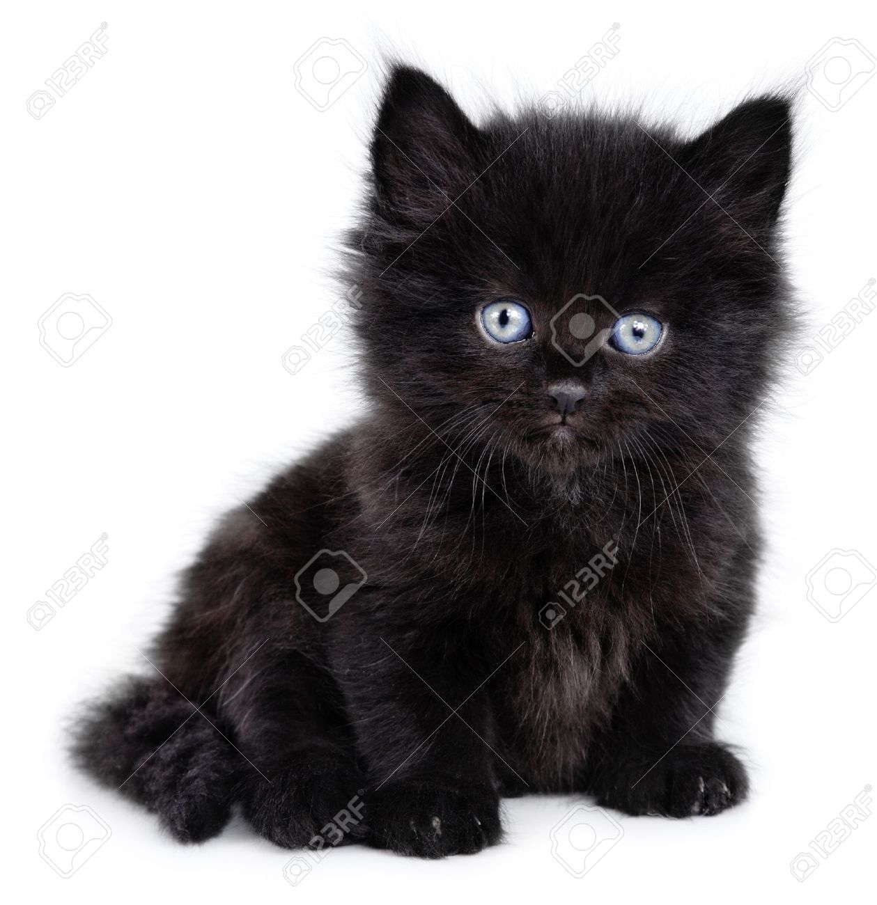 black little cat