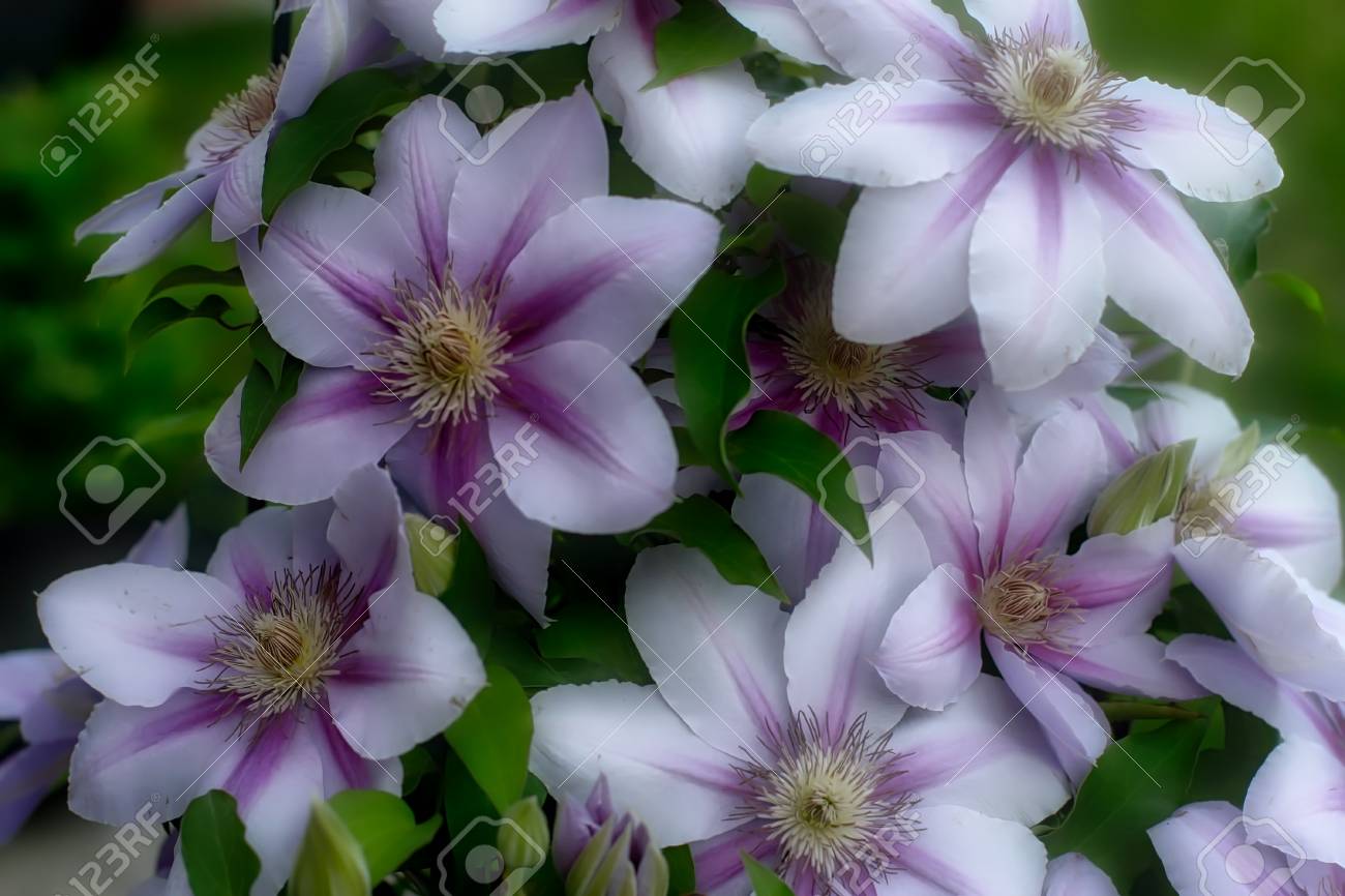 ガーデンでの挙式で紫と白のバンドルされている花 の写真素材 画像素材 Image