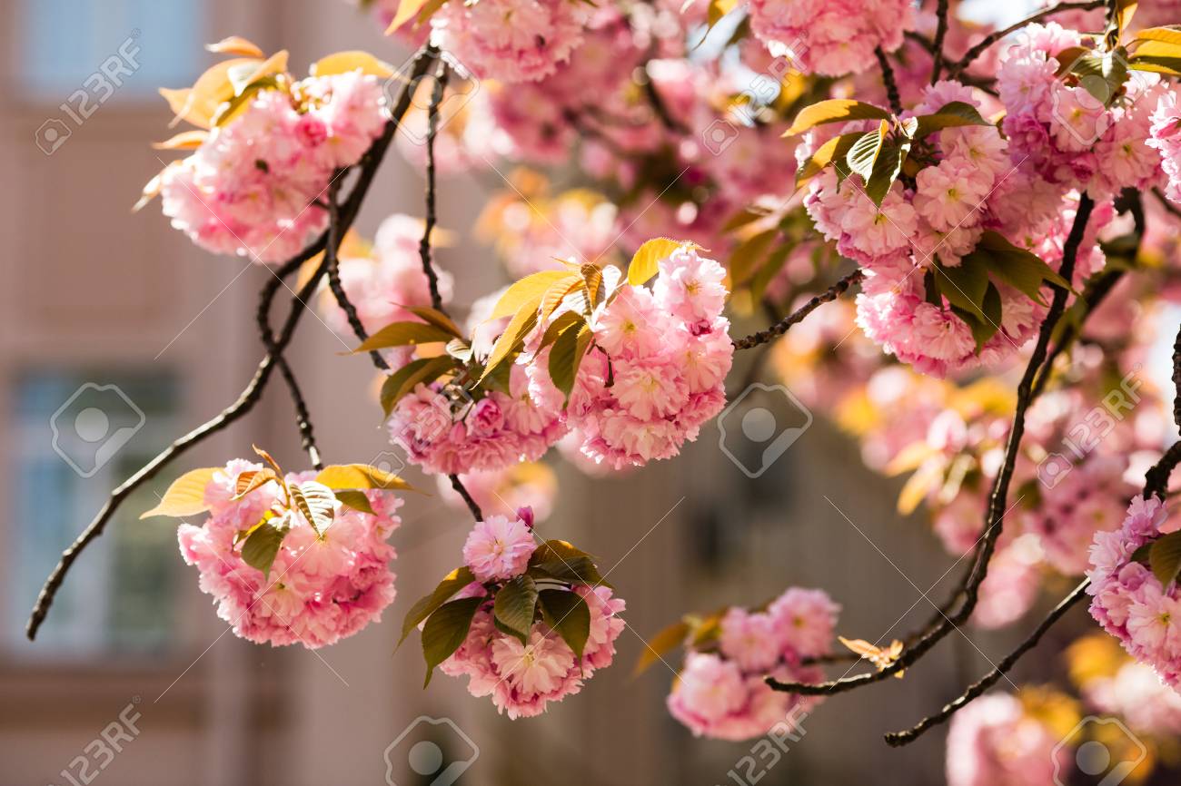 さくら 桜の花は日本します ピンクの春の花背景 の写真素材 画像素材 Image