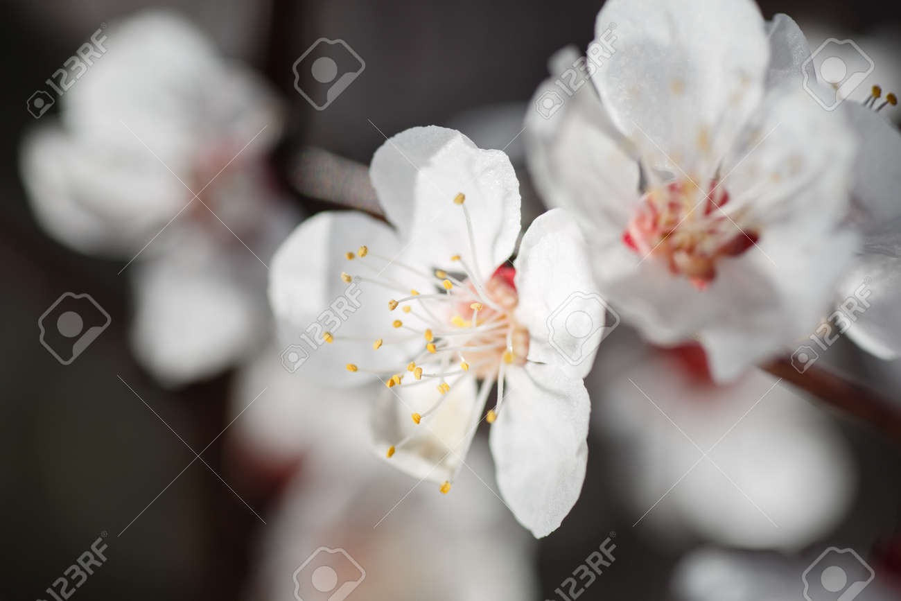 Macro shot of branch with pink apricot tree flowers in full bloom with blurred background in spring garden on sunny day, beautiful outdoor floral background - 169050932 Macro shot of branch with pink apricot tree flowers in full bloom with blurred background in spring garden on sunny day, beautiful outdoor floral background - 169050932