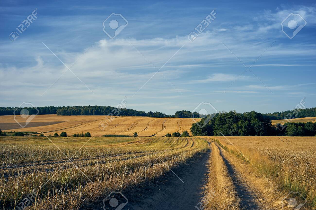 A Rural Road Among Golden Fields During The Summer Harvest Lizenzfreie Fotos Bilder Und Stock Fotografie Image 153405055 123rf com