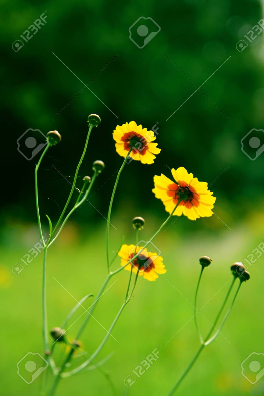 etiam-dictum-ipsum-a-felis