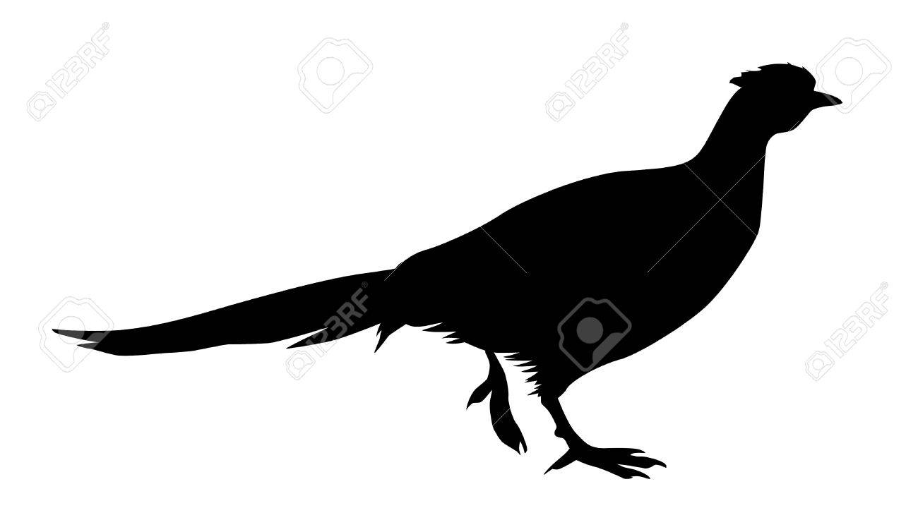 illustration of the pheasant on white background - 7038199 illustration of the pheasant on white background - 7038199
