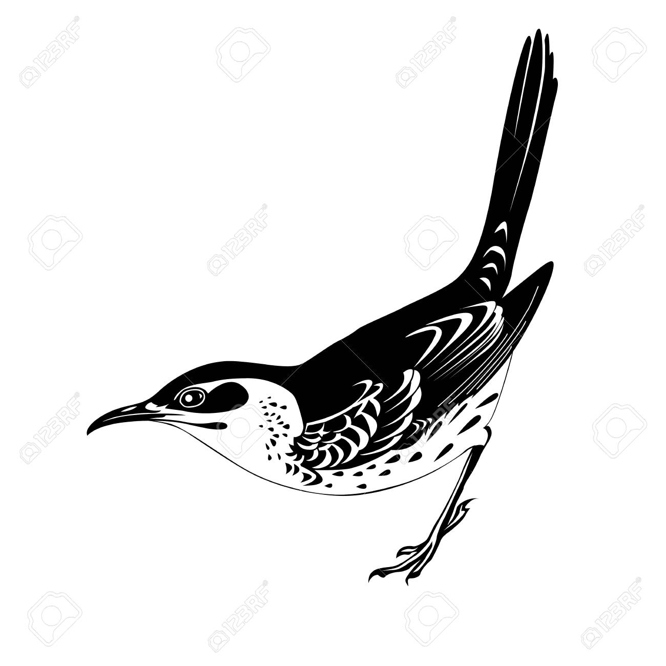 Thrush Silhouette On White Background Vector Illustration Stock