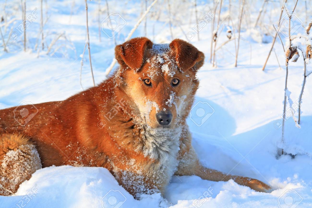 白い雪の上に赤毛の犬 の写真素材 画像素材 Image