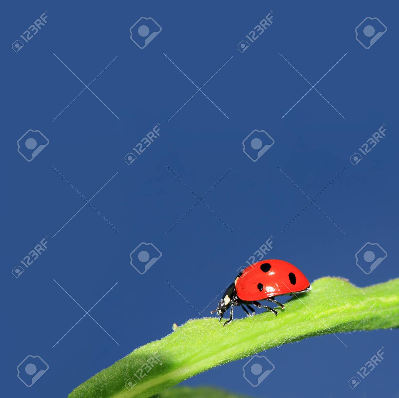 青い空の下で緑ハーブのてんとう虫 の写真素材 画像素材 Image 青い空の下で緑ハーブのてんとう虫 の写真素材 画像素材 Image