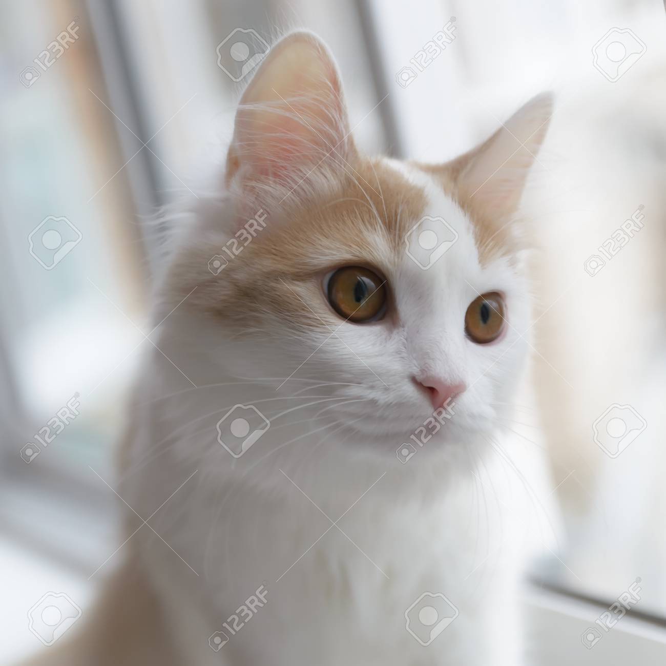 Chat Blanc Beige Regardant Par La Fenetre Banque D Images Et Photos Libres De Droits Image