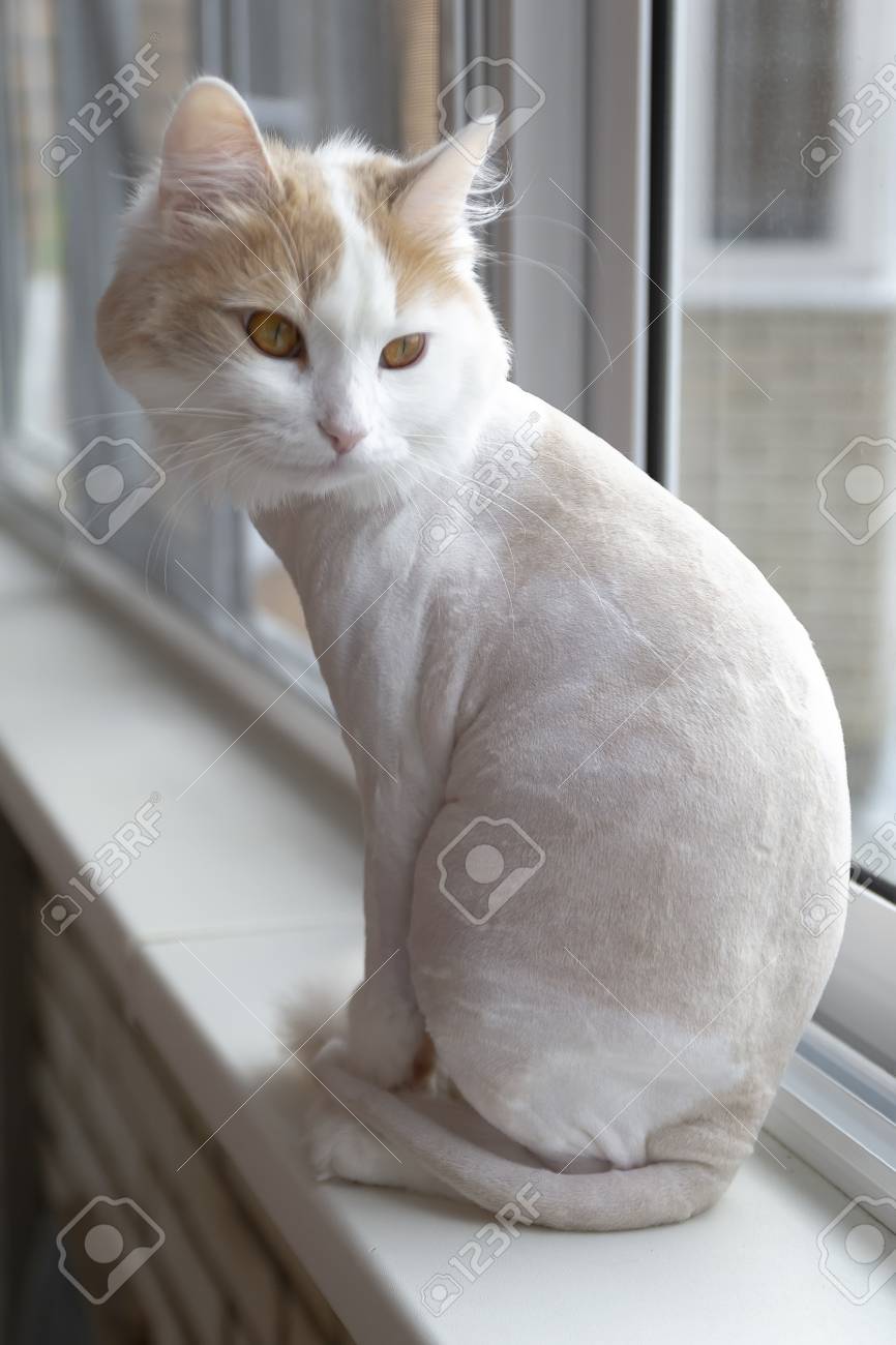 beige and white cat