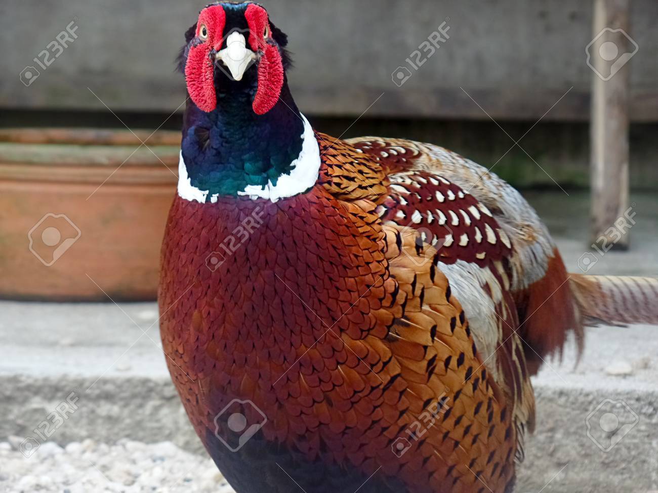 etiam-dictum-ipsum-a-felis