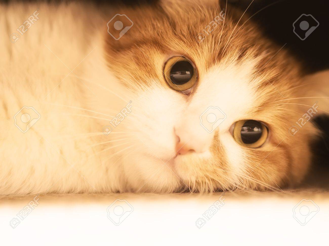 赤の悲しい猫を見る の写真素材 画像素材 Image