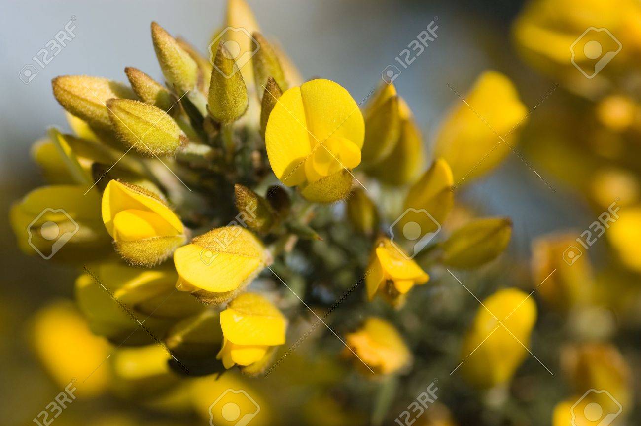 ハリエニシダのブッシュ大統領は ラテン語名ハリエニシダの春の花 ハンプシャーのヒース 春 の写真素材 画像素材 Image