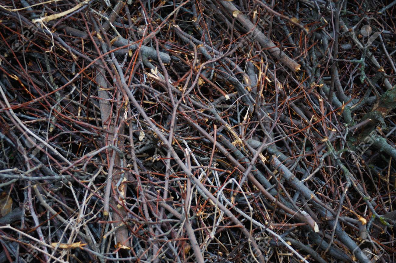 Texture Of Brushwood Thin Wooden Branches Firewood Stock Photo Picture And Royalty Free Image Image