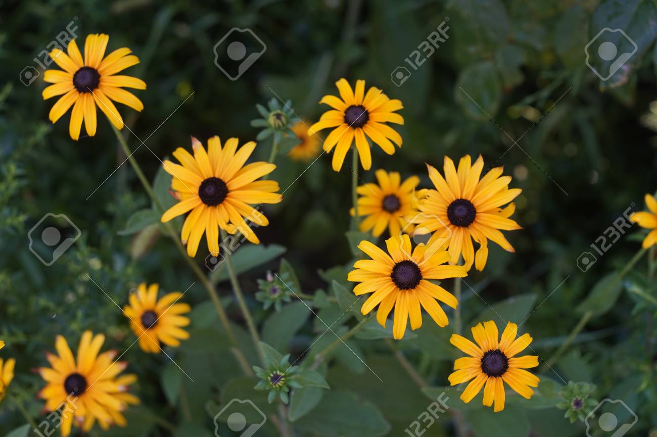 Yellow Flowers With Black Center Rudbeckia Hirta Or Black Eyed Stock Photo Picture And Royalty Free Image Image 93264109