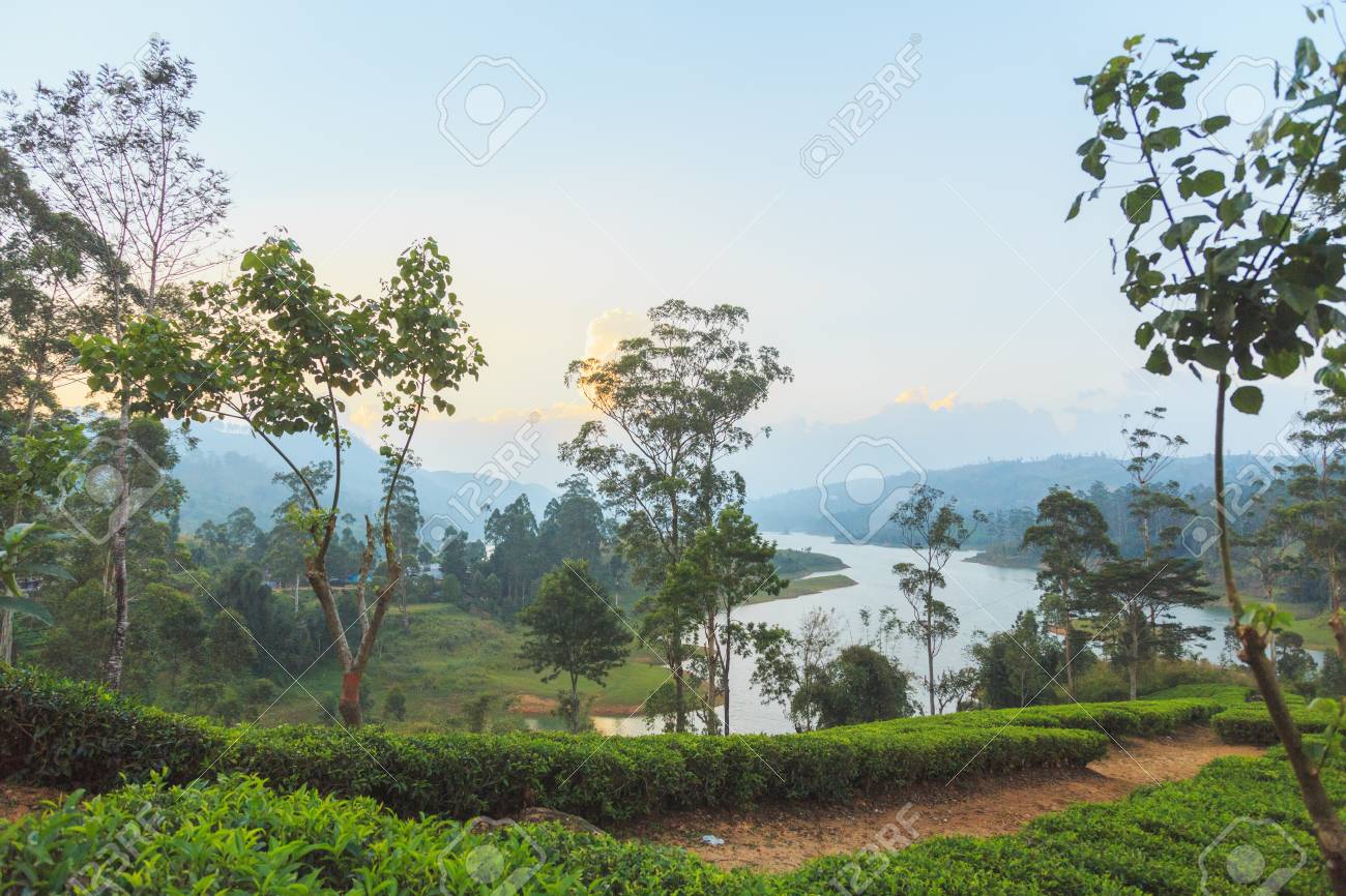 green tea plantations high in the mountains ロイヤリティーフリー