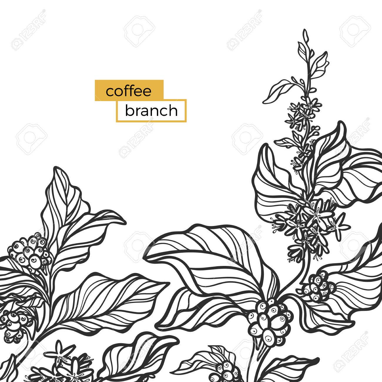 Template Of Black Branch Coffee Tree With Leaves And Natural Beans Organic Product Template Of Black Branch Coffee Tree With Leaves And Natural Beans Organic Product