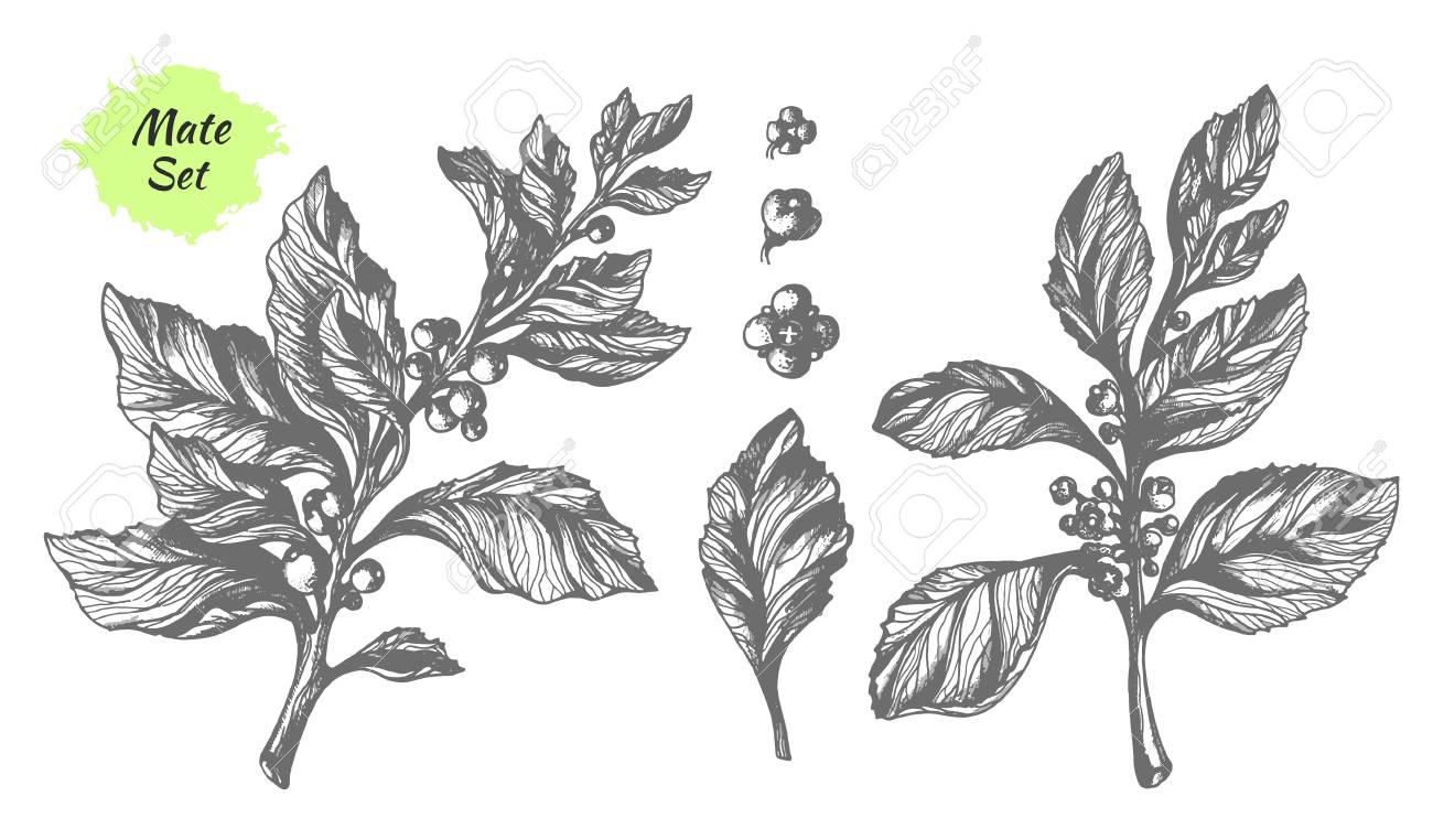 Set Of Mate Tree Branches With Leaves And Flowers Botanical Royalty Free Cliparts Vectors And Stock Illustration Image Set Of Mate Tree Branches With Leaves And Flowers Botanical Royalty Free Cliparts Vectors And Stock Illustration Image