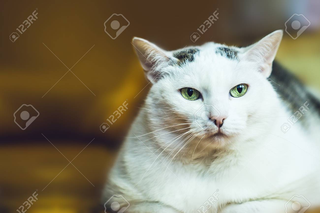 etiam-dictum-ipsum-a-felis