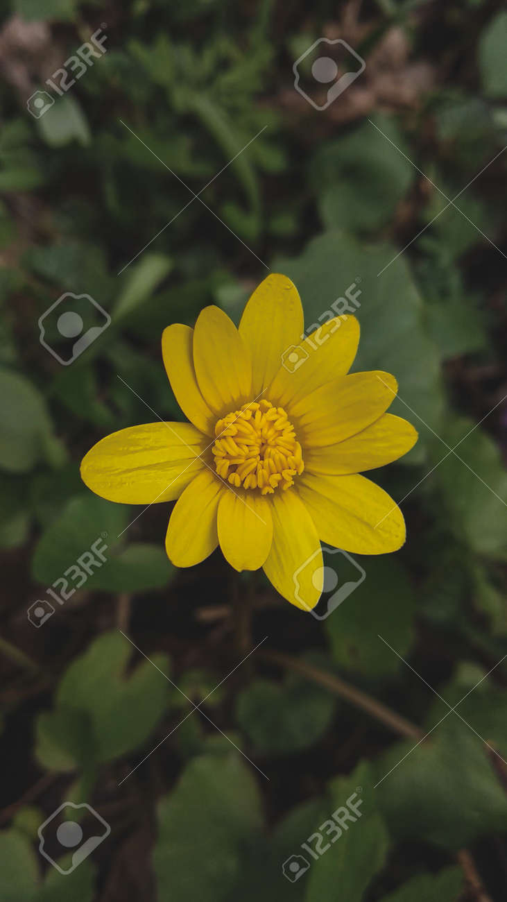 etiam-dictum-ipsum-a-felis