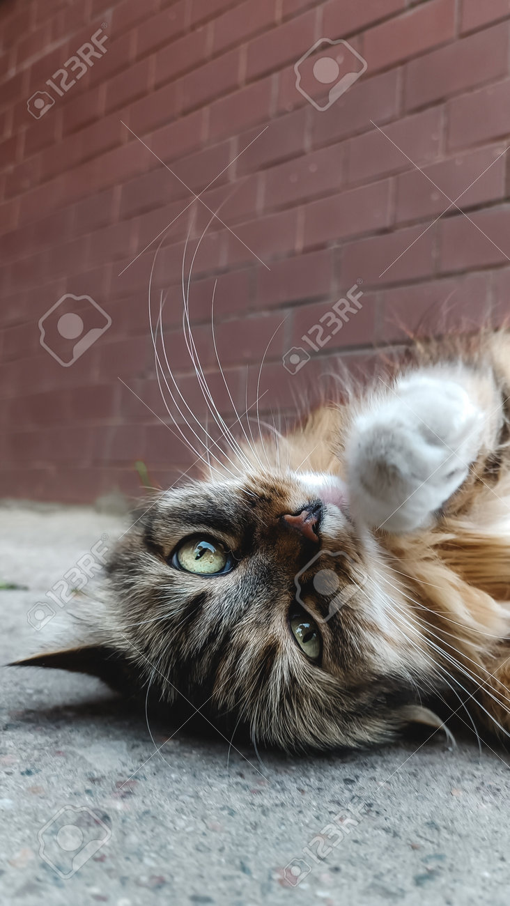 etiam-dictum-ipsum-a-felis