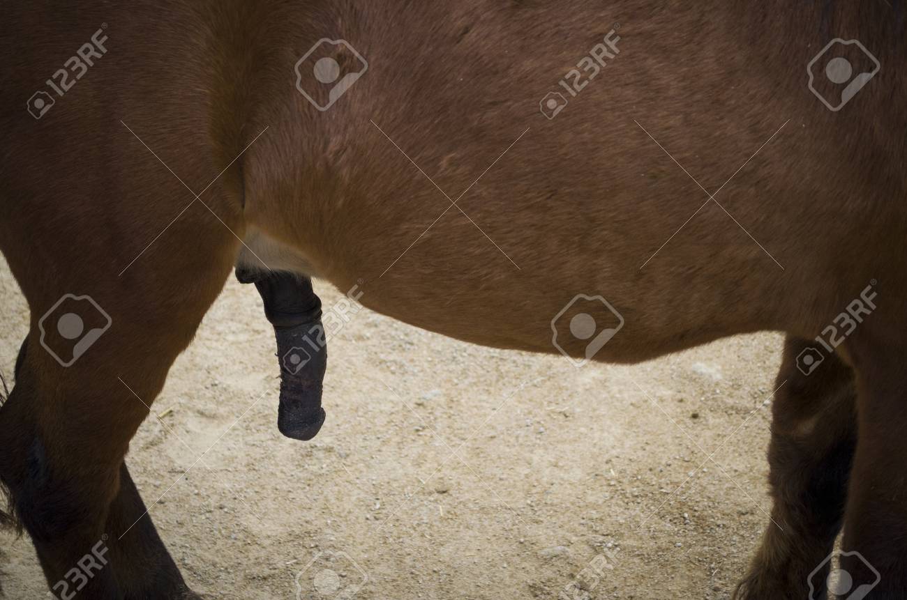 Pene De Caballo Marrón Fotos, retratos, imágenes y fotografía de archivo  libres de derecho. Image 87687421