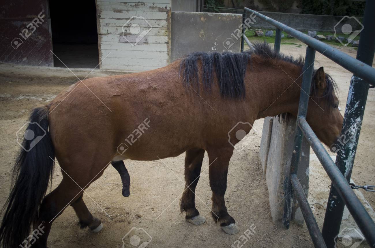 Penis Of Brown Pony Horse Stock Photo 87687422 Penis Of Brown Pony Horse Stock Photo 87687422