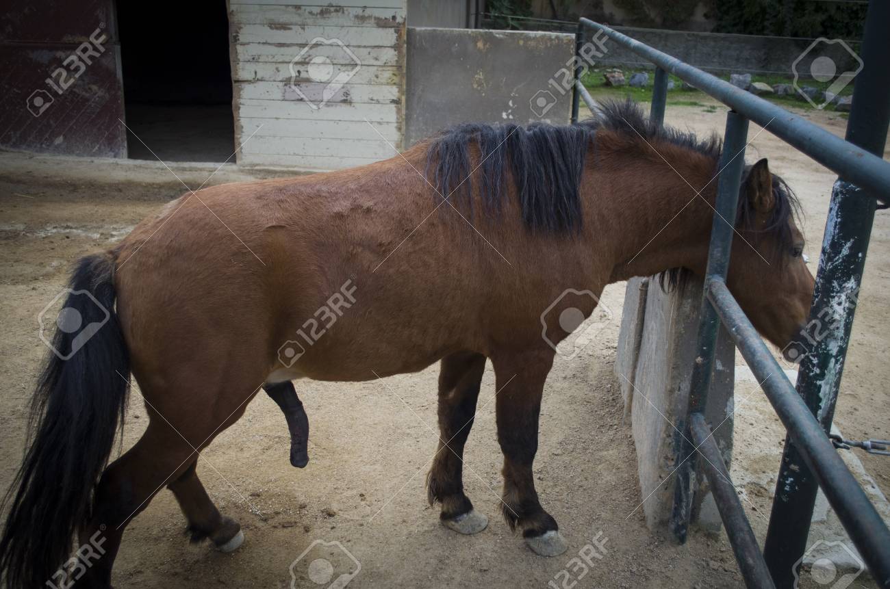 Penis Of Brown Pony Horse Фотография, картинки, изображения 