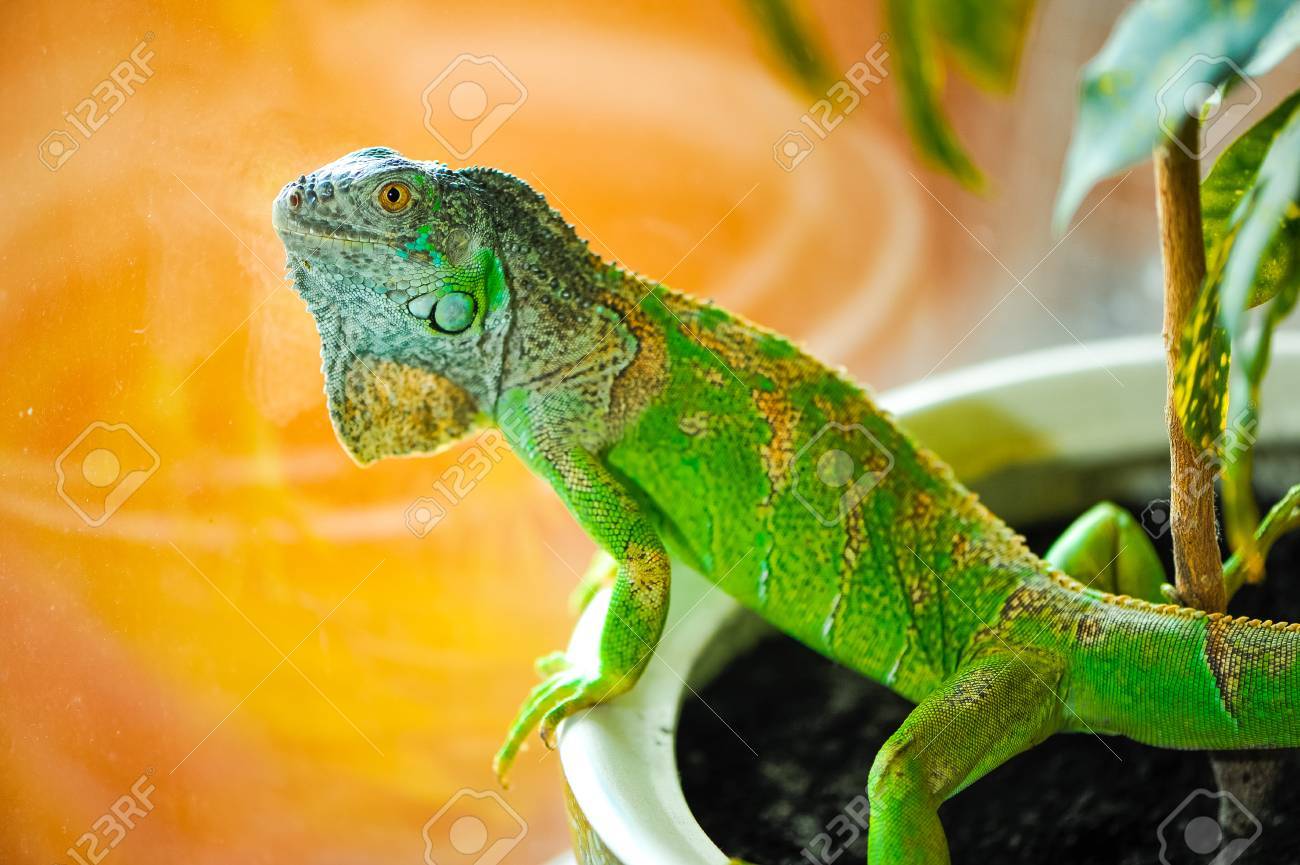Indoor plant reptile