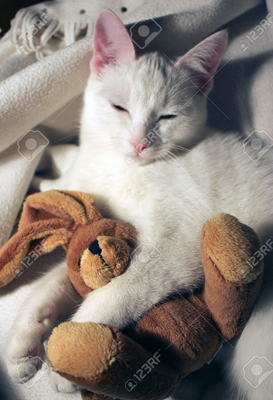 petit chat en peluche
