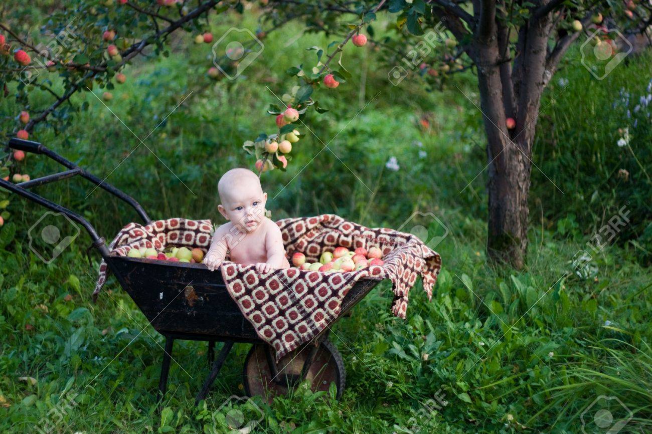 Portrait De La Fille De 5 Mois De Bebe Assis Dans Une Charrette A Bras Sous Un Pommier Banque D Images Et Photos Libres De Droits Image Portrait De La Fille De 5 Mois De Bebe Assis Dans Une Charrette A Bras Sous Un Pommier Banque D Images Et Photos Libres De Droits Image
