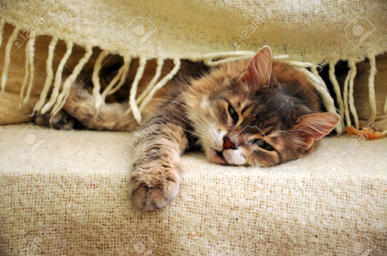 cat sleeping blanket