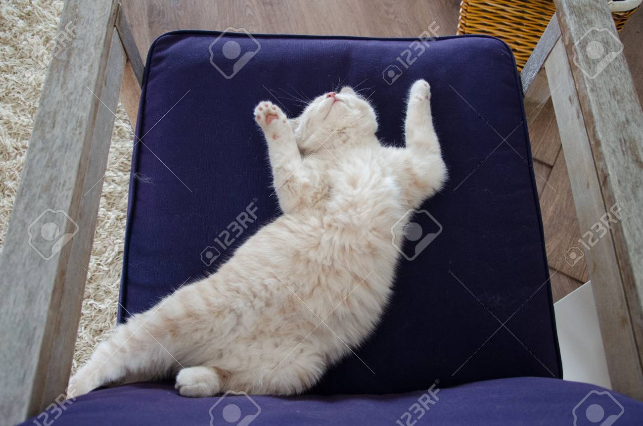 かわいい猫 子猫の睡眠 の写真素材 画像素材 Image