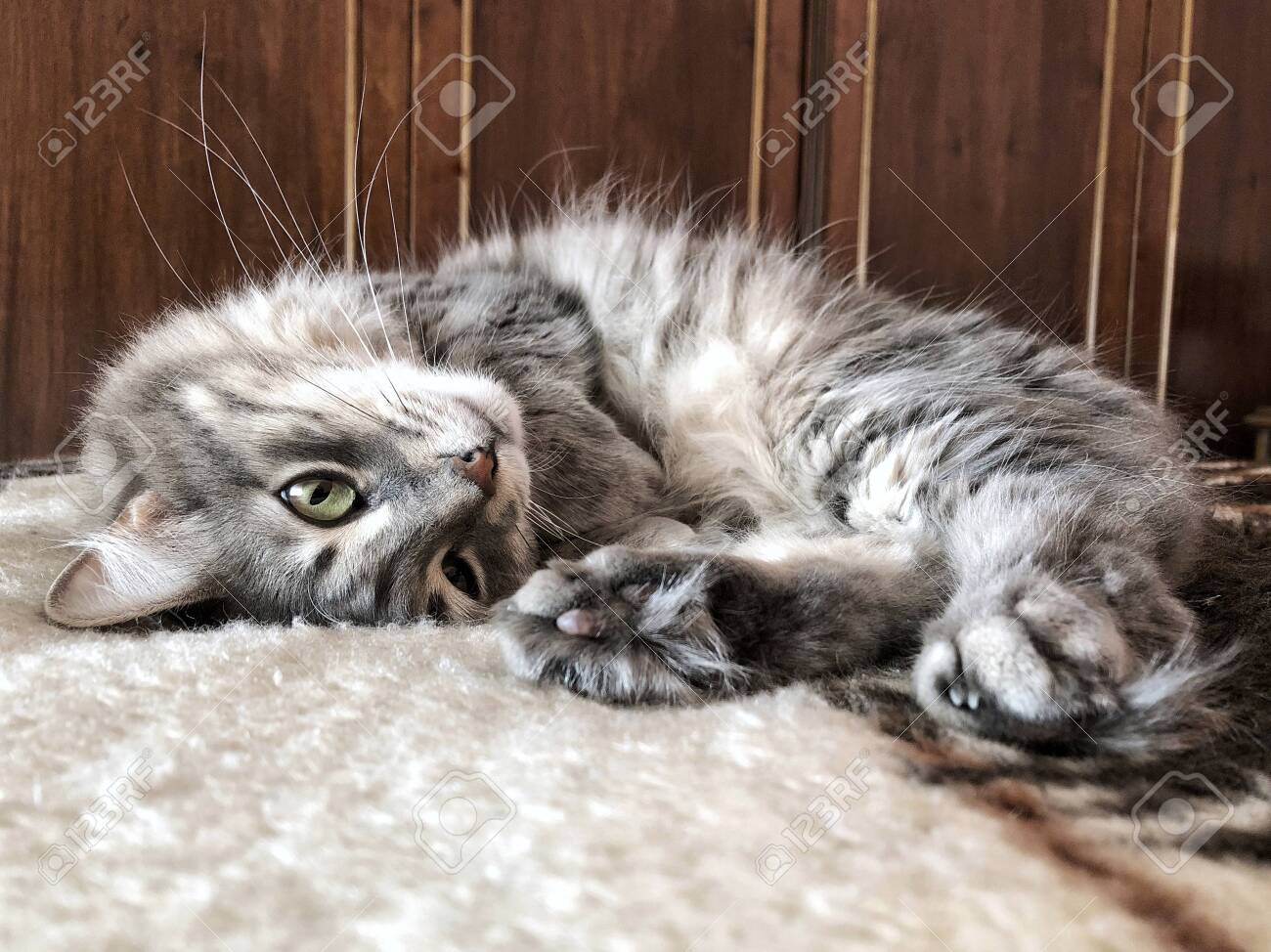 etiam-dictum-ipsum-a-felis