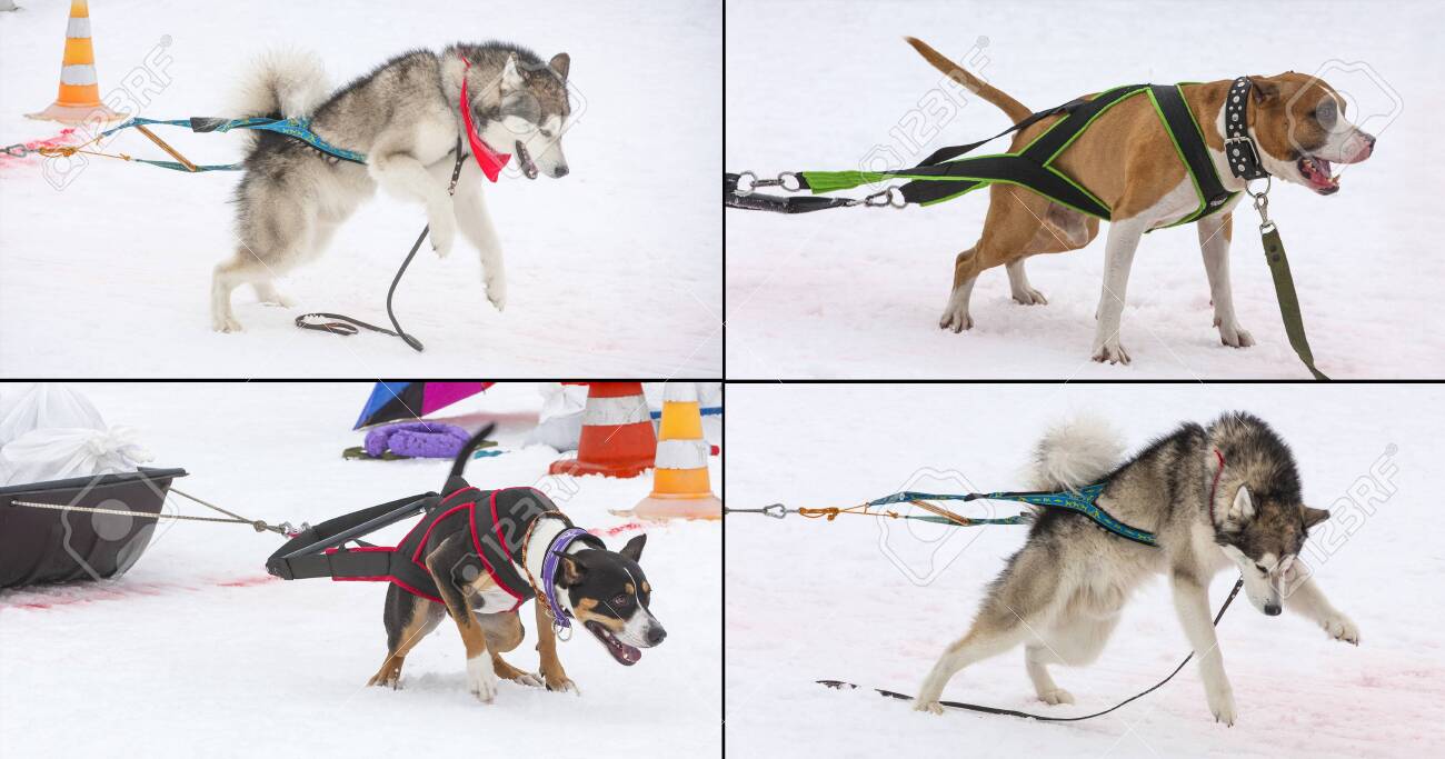 canine weight pulling