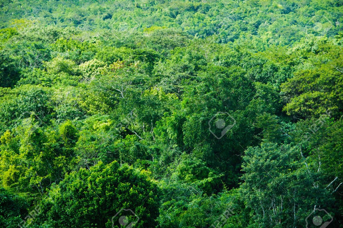 tropical rainforest background stock