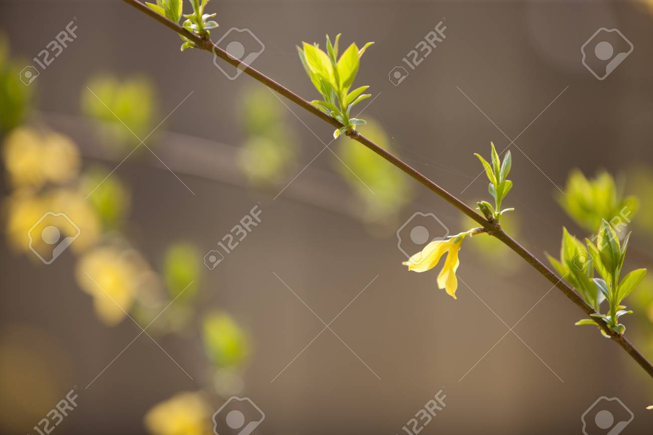 葉 レンギョウの花スプラウト の写真素材 画像素材 Image