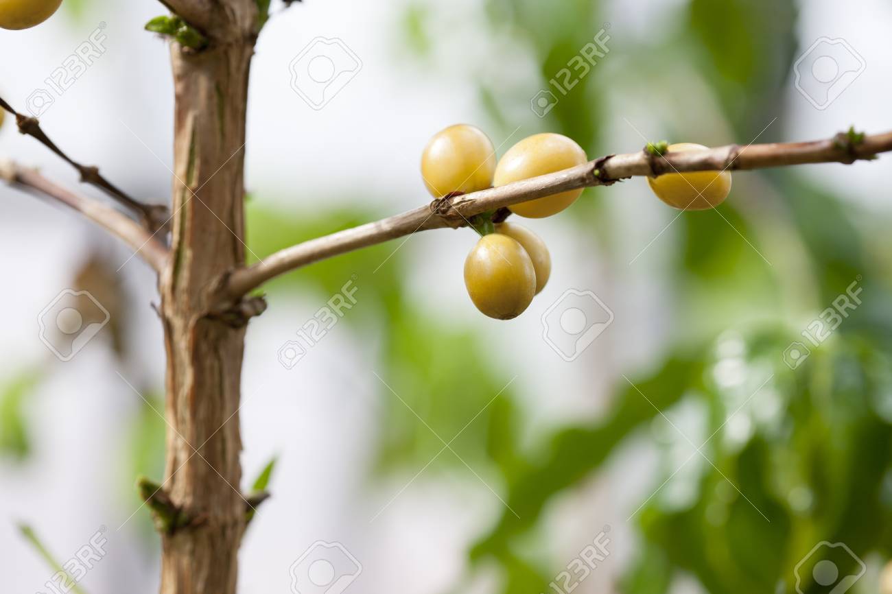 Coffee Tree, Indoor Stock Photo, Picture And Royalty Free Image ... Coffee Tree, Indoor Stock Photo, Picture And Royalty Free Image ...