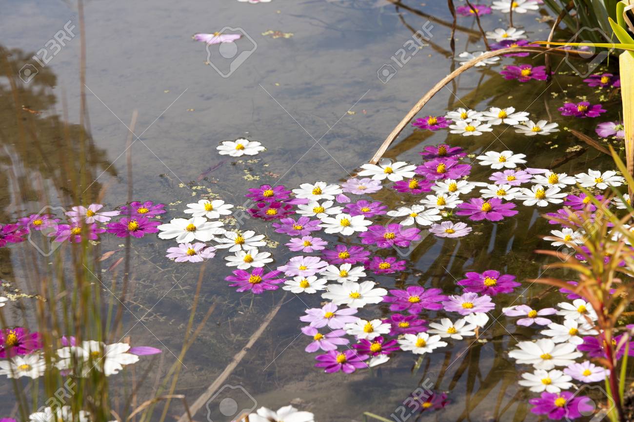 Cosmos Flores Caídas En El Estanque Fotos, Retratos, Imágenes Y Fotografía De Archivo Libres De Derecho. Image 71927018. Cosmos Flores Caídas En El Estanque Fotos, Retratos, Imágenes Y Fotografía De Archivo Libres De Derecho. Image 71927018.