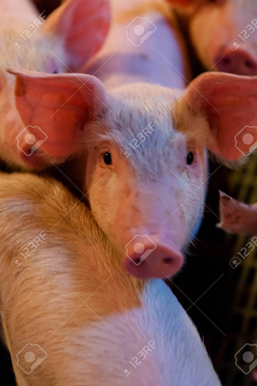 養豚場の子豚 の写真素材 画像素材 Image 5779