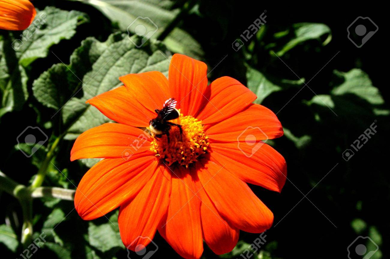 etiam-dictum-ipsum-a-felis