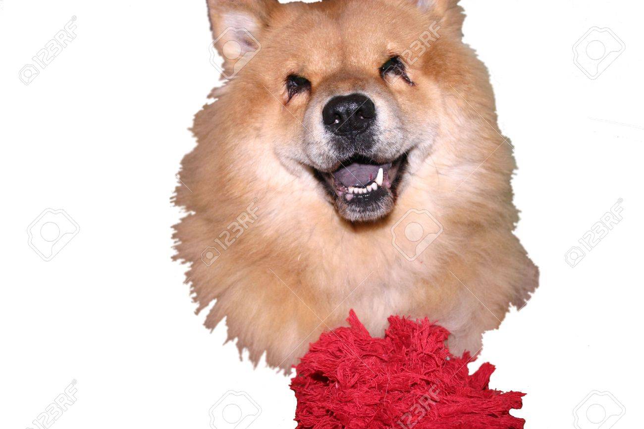 toy chow chow