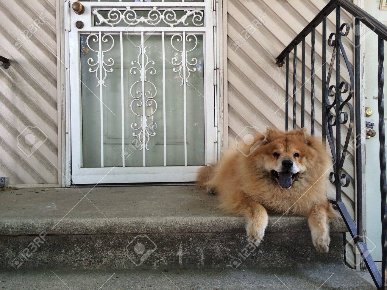 chow guard dog