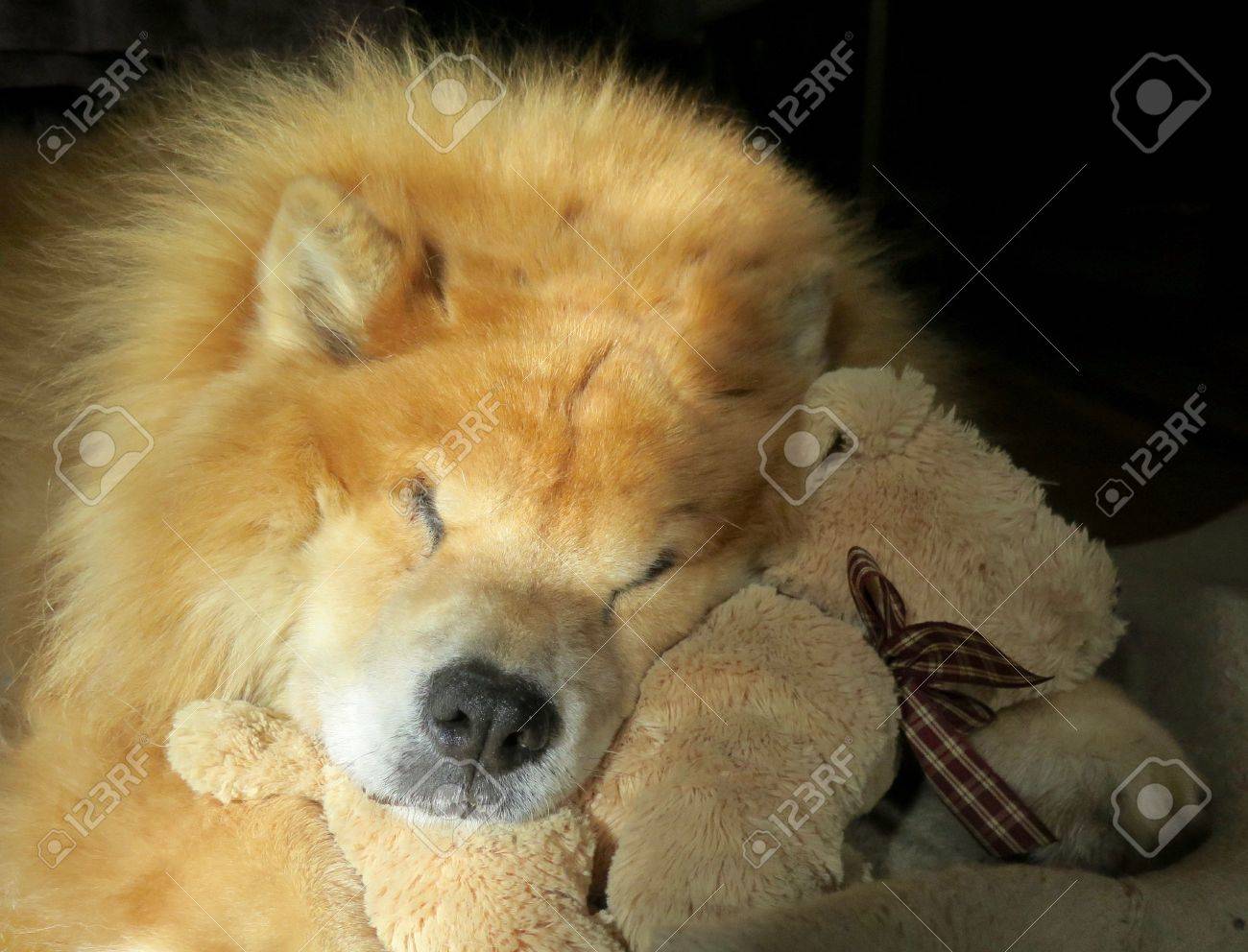 stuffed chow chow