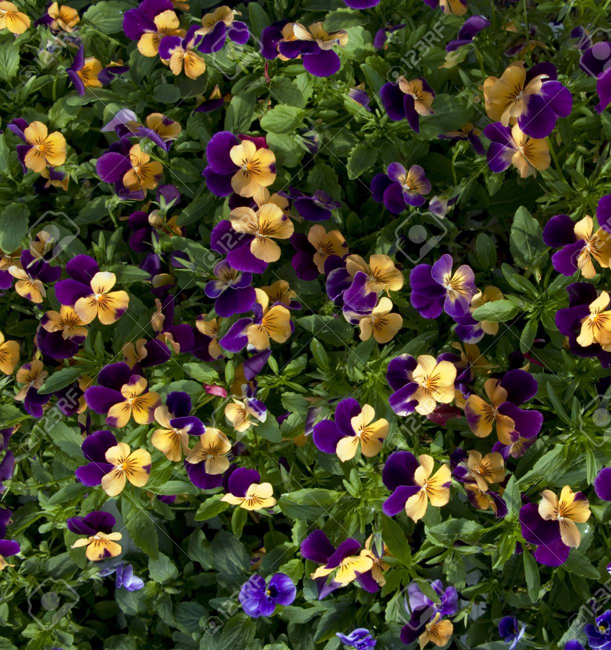 etiam-dictum-ipsum-a-felis