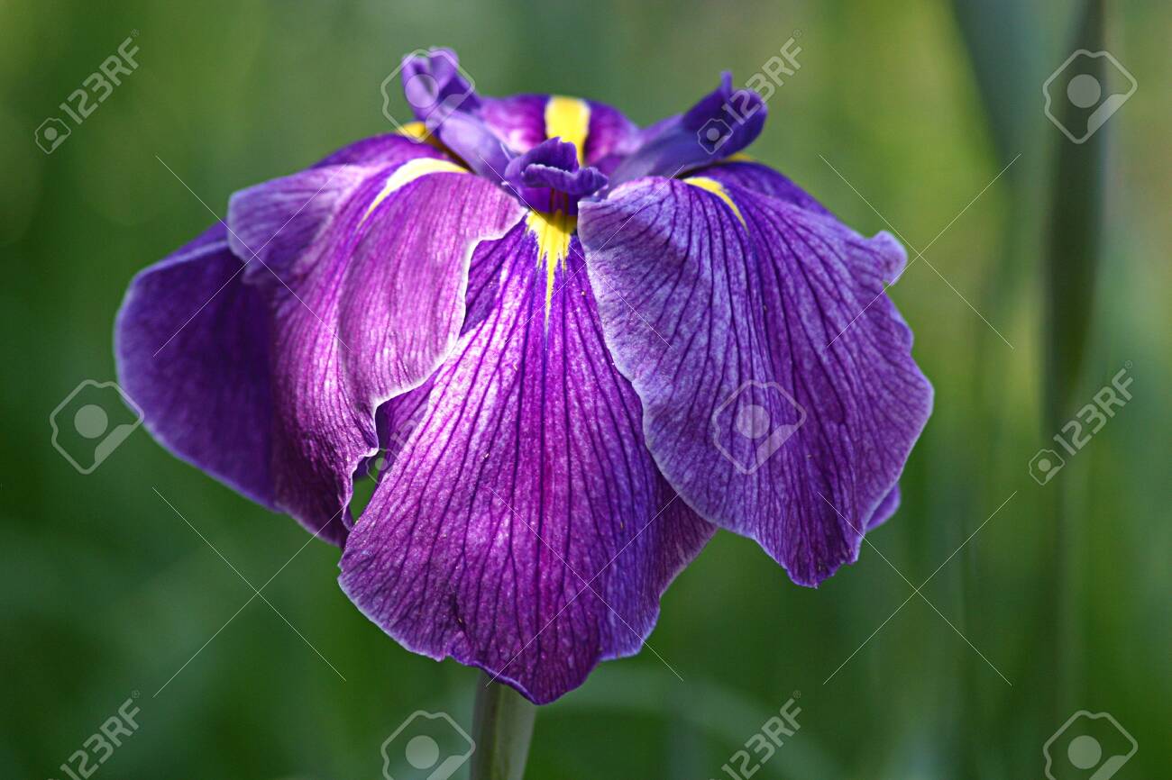 etiam-dictum-ipsum-a-felis