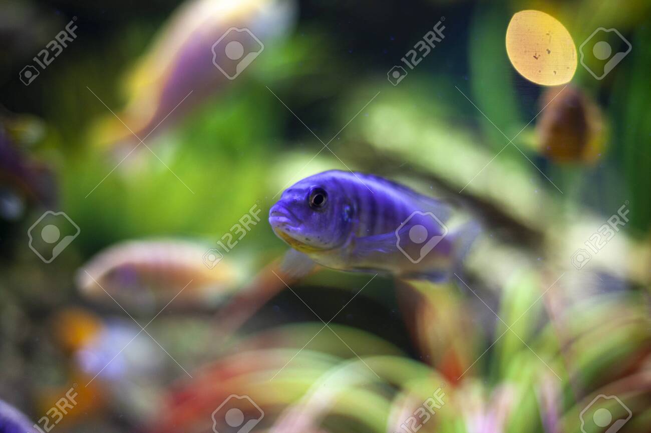exotic fish for sale